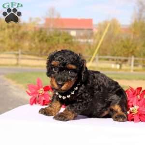 Alex, Miniature Poodle Puppy